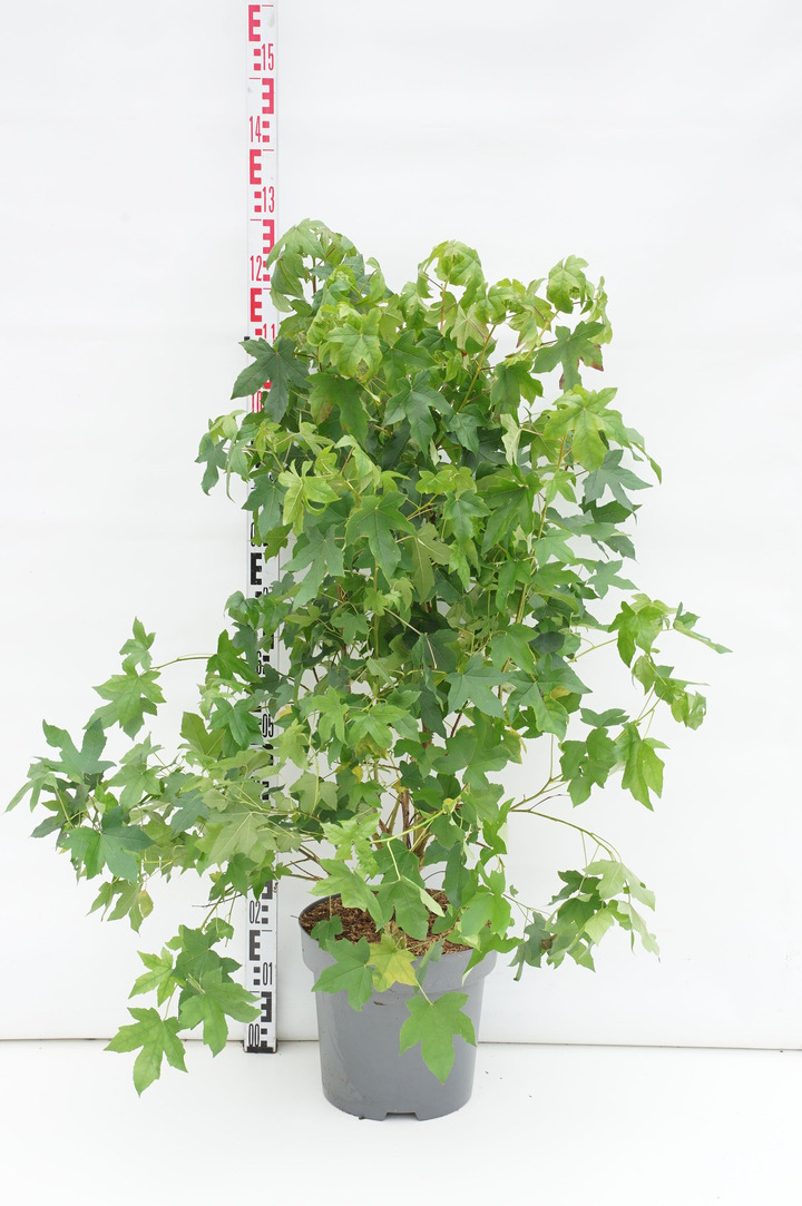 Dervamedis tikrasis (Lot Liquidambar styraciflua) C12 80-100 CM