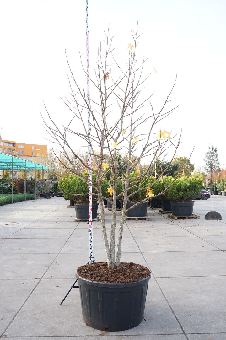 Dervamedis tikrasis (Lot Liquidambar styraciflua) C290 300-350 CM DAUGEKAMIENIS