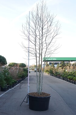 Dervamedis tikrasis (Lot Liquidambar styraciflua) C500 400-500 CM MULTISTEM