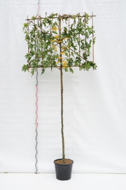 Dervamedis tikrasis (Lot Liquidambar st.) 'Worplesdon' C40 STIEBAS 200 CM KAMIENO APIMTIS 10-12 CM
