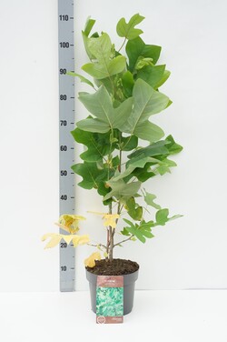 Gelsvažiedis tulpmedis (Lot Liriodendron tulipifera) C4/P21 40-60 CM