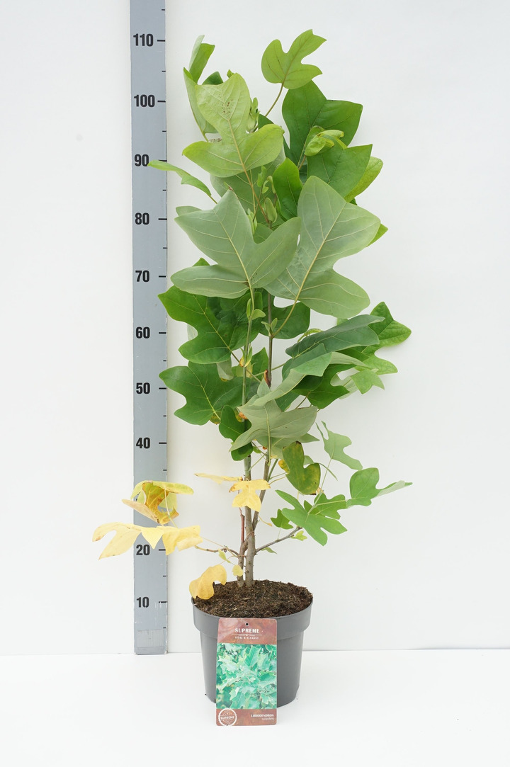 Gelsvažiedis tulpmedis (Lot Liriodendron tulipifera) C4/P21 40-60 CM
