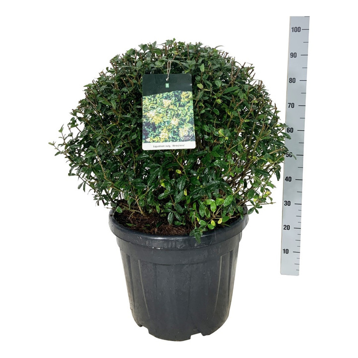 Paprastasis ligustras (Lot Ligustrum vulg.) 'Atrovirens' 60-70 CM BALL C45 EXTRA