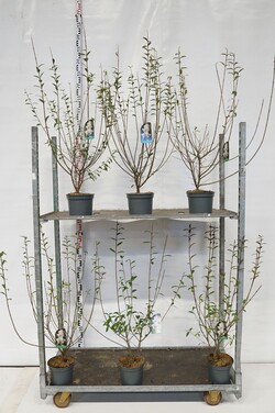 Paprastasis ligustras (Lot Ligustrum vulg.) 'Atrovirens' C3/P19 60-80 CM