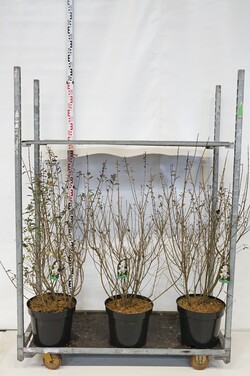 Paprastasis ligustras (Lot Ligustrum vulg.) 'Atrovirens' C15 80-100 CM