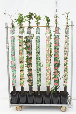 Sausmedis MIX (Lot Lonicera in) C5/P23 150-175 CM