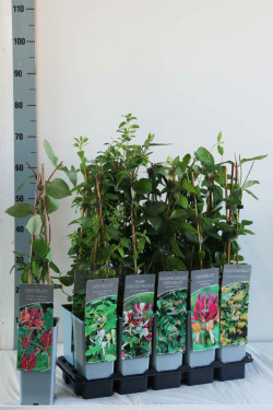 Sausmedis MIX (Lot Lonicera in) C2/P17 40-60 CM 3 STICK