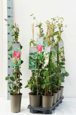 Sausmedis MIX (Lot Lonicera in) P17 60-100 3-STICK
