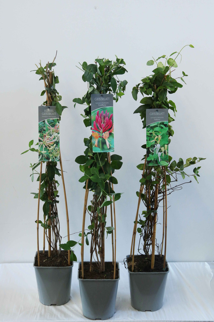 Sausmedis MIX (Lot Lonicera in) C5/P23 80-100 CM