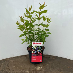 Sausmedis kamčiatkinis (Lot Lonicera kamt.) 'Amur' C3/P19 BUSH
