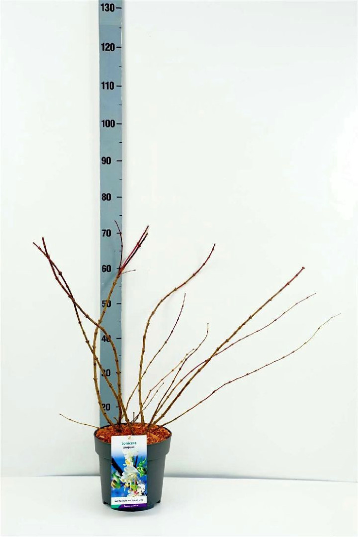 Šviesusis sausmedis (Lot Lonicera purpusii) C5/P23 60-80 CM