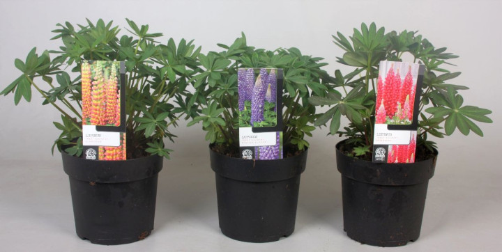 Lubinas MIX (Lot Lupinus in) C3/P19