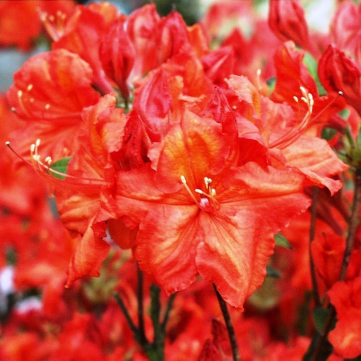 Azalija (Lot Azalea) 'FEUERWERK' C5 80-100CM-AZALIJOS-KRŪMAI