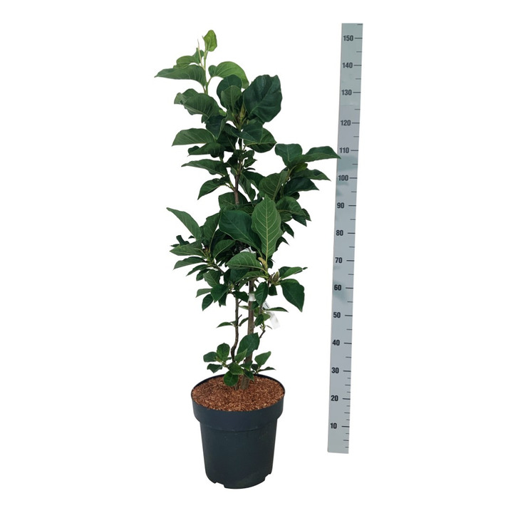 Magnolija (Lot Magnolia) 'Cameo' C15 80-100 CM