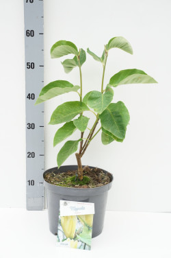 Magnolija (Lot Magnolia) 'Daphne' C5/P23 30/+ CM