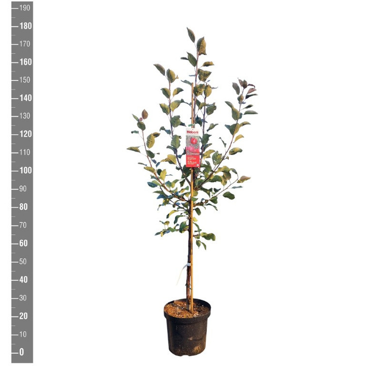 Naminė obelis (Lot Malus d.) 'Baya Marisa' C10 BUSH