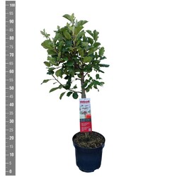 Naminė obelis (Lot Malus d.) 'Galiwa' C10 BUSH
