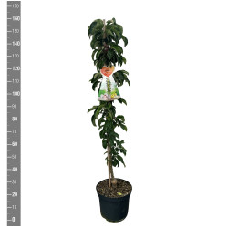 Naminė obelis (Lot Malus dom.) 'Gold Sensation' C12 COLUMN