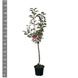 Naminė obelis (Lot Malus d.) 'Karneval' C10 BUSH