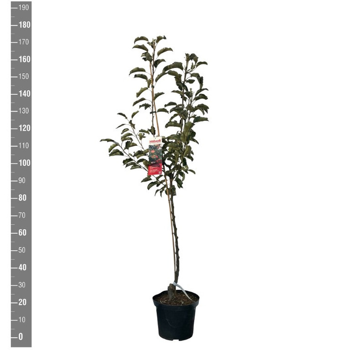 Naminė obelis (Lot Malus d.) 'Karneval' C10 BUSH