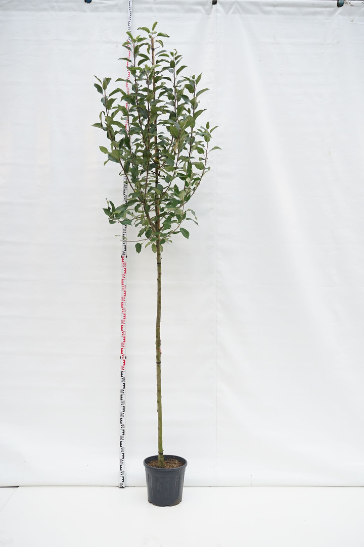 Naminė obelis (Lot Malus domestica) C20 KAMIENO APIMTIS 10-12 CM STANDARD