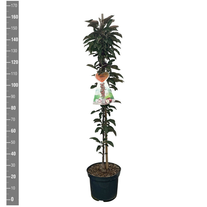 Naminė obelis (Lot Malus d.) 'Red Leaf' C12 COLUMN