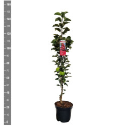 Naminė obelis (Lot Malus d.) 'Rondo' C7,5/P26 COLUMN