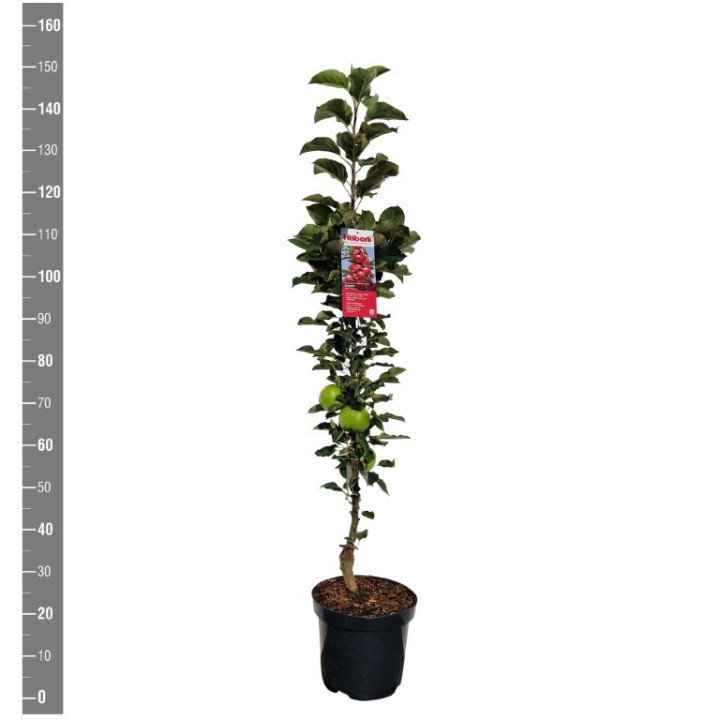 Naminė obelis (Lot Malus d.) 'Rondo' C7,5/P26 COLUMN