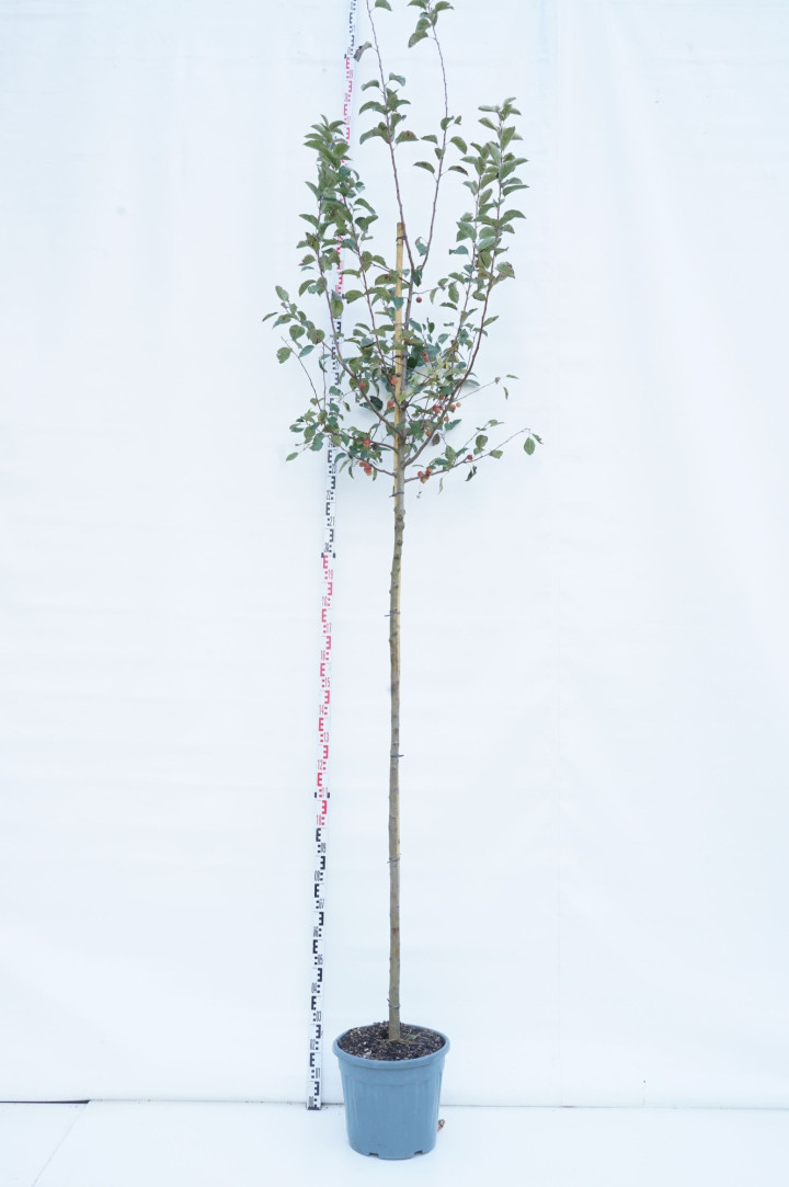 Obelis (Lot Malus) 'Evereste' C30 STIEBAS 200 CM KAMIENO APIMTIS 10-12 CM