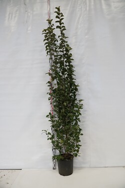 Obelis (Lot Malus) 'Evereste' C18 150-175 CM
