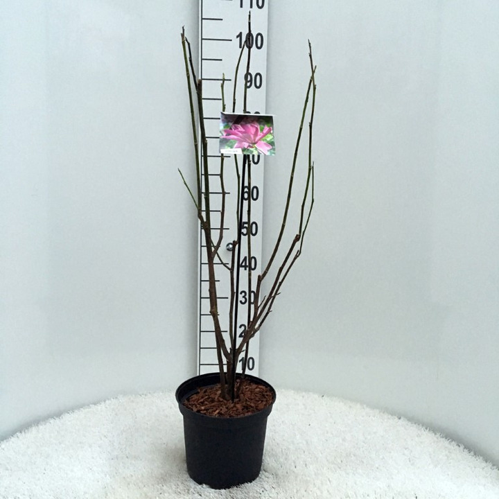 Magnolija (Lot Magnolia) 'Galaxy' C5/P23 40-50 CM