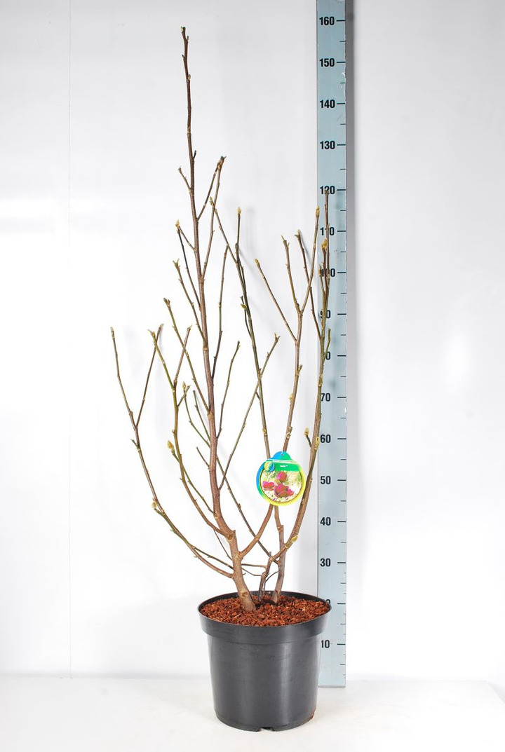 Magnolija (Lot Magnolia) 'Genie' C10 100-125 CM