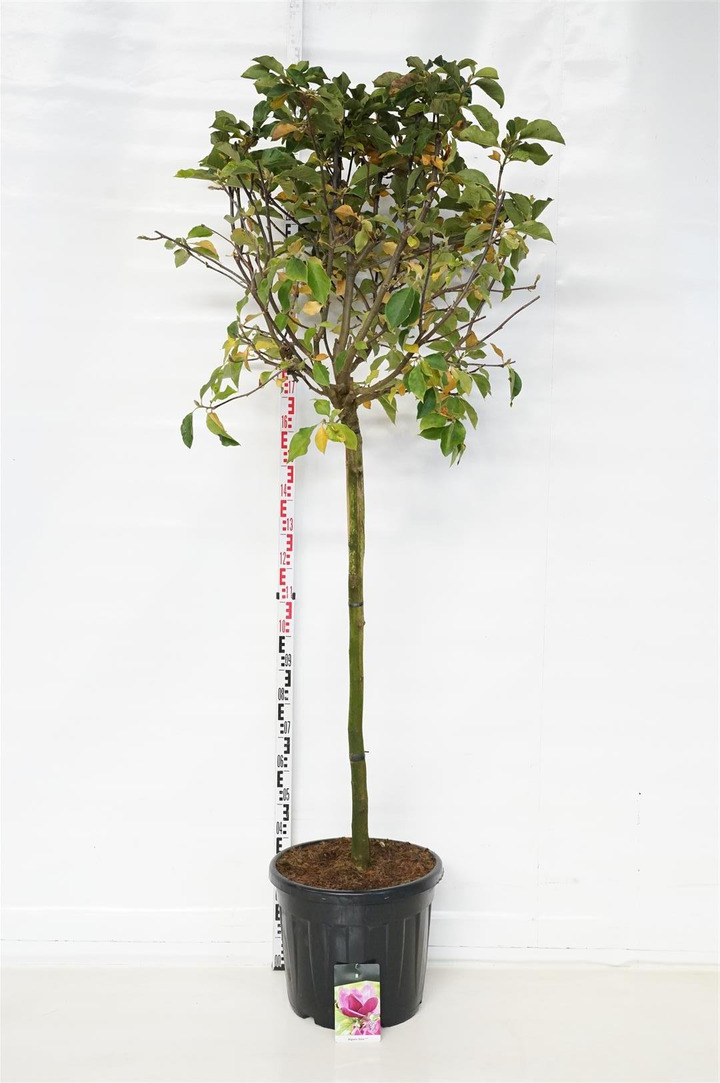 Magnolija (Lot Magnolia) 'Genie' C55 STIEBAS 120 CM