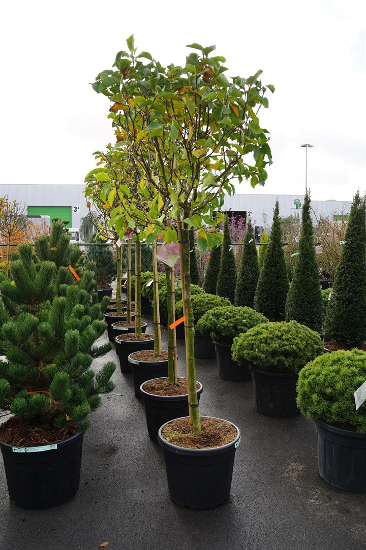 Magnolija (Lot Magnolia) 'Genie' C55 STIEBAS 120 CM