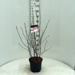 Magnolija (Lot Magnolia) 'George Henry Kern' C5/P23 30-40 CM