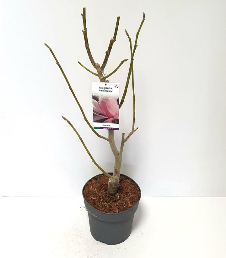 Magnolija (Lot Magnolia) 'Pink Beauty' C7,5/P26 60-80 CM
