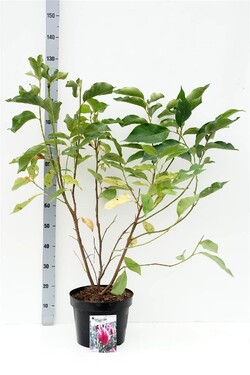 Magnolija (Lot Magnolia) 'Heaven Scent' C10 60-80 CM
