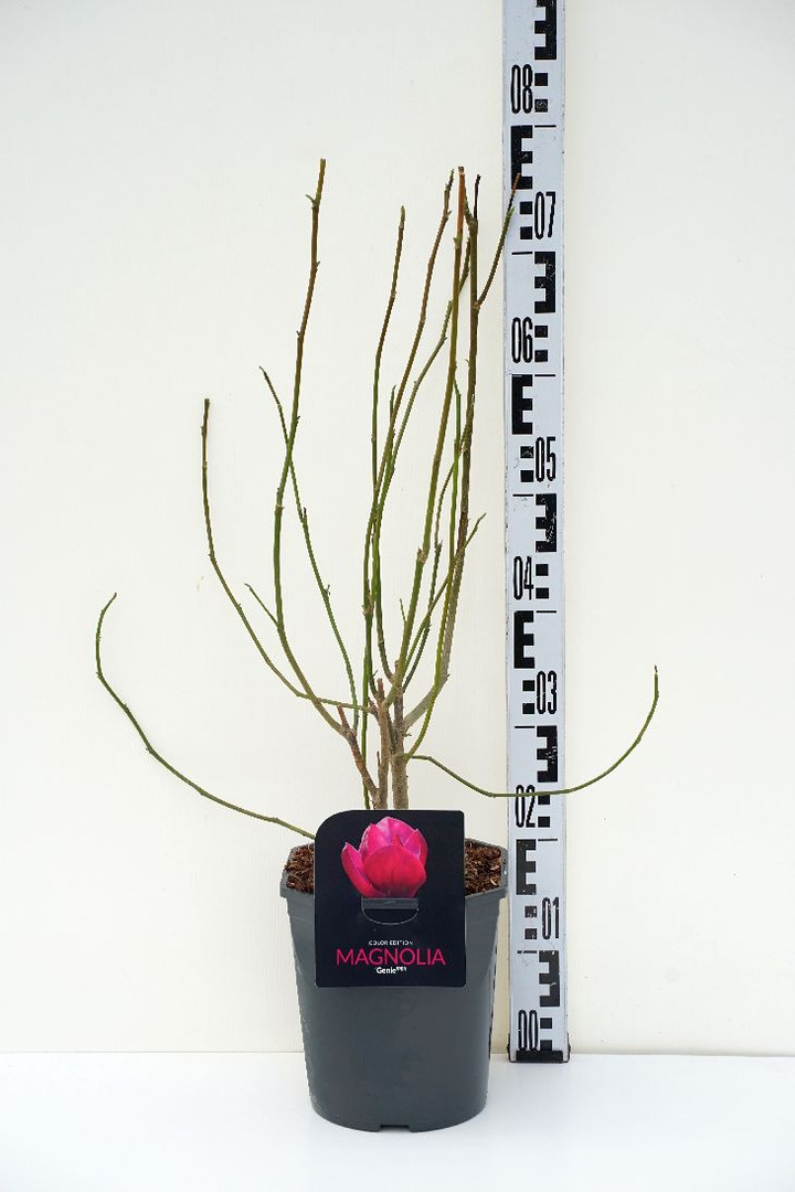 Magnolija MIX (Lot Magnolia in) C4,5/P22 50-60 CM 2-3 B. 3x5 'Black Tulip', 'Kiki's Broom' & 'Yellow River' & 1x3 'Fragant Cloud