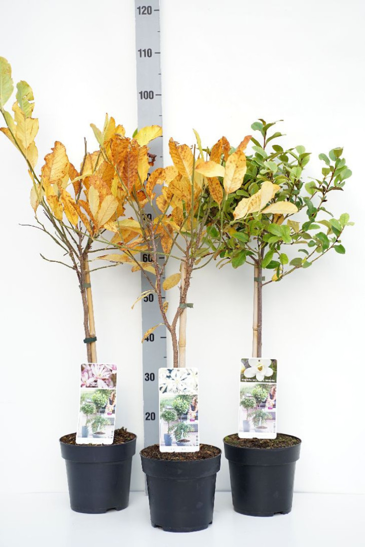 Magnolija MIX (Lot Magnolia in) C3 STIEBAS 50 CM 10x 'Susan' & 11x stellata