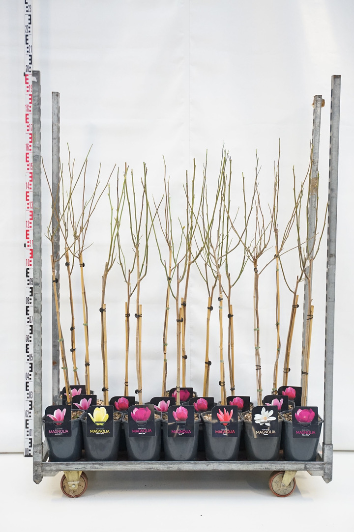 Magnolija MIX (Lot Magnolia in) C4,5 STIEBAS 60 CM 2x50% Exclusive ('Black Tulip', 'Genie'& 'Yelow River') - Standard (soulangea