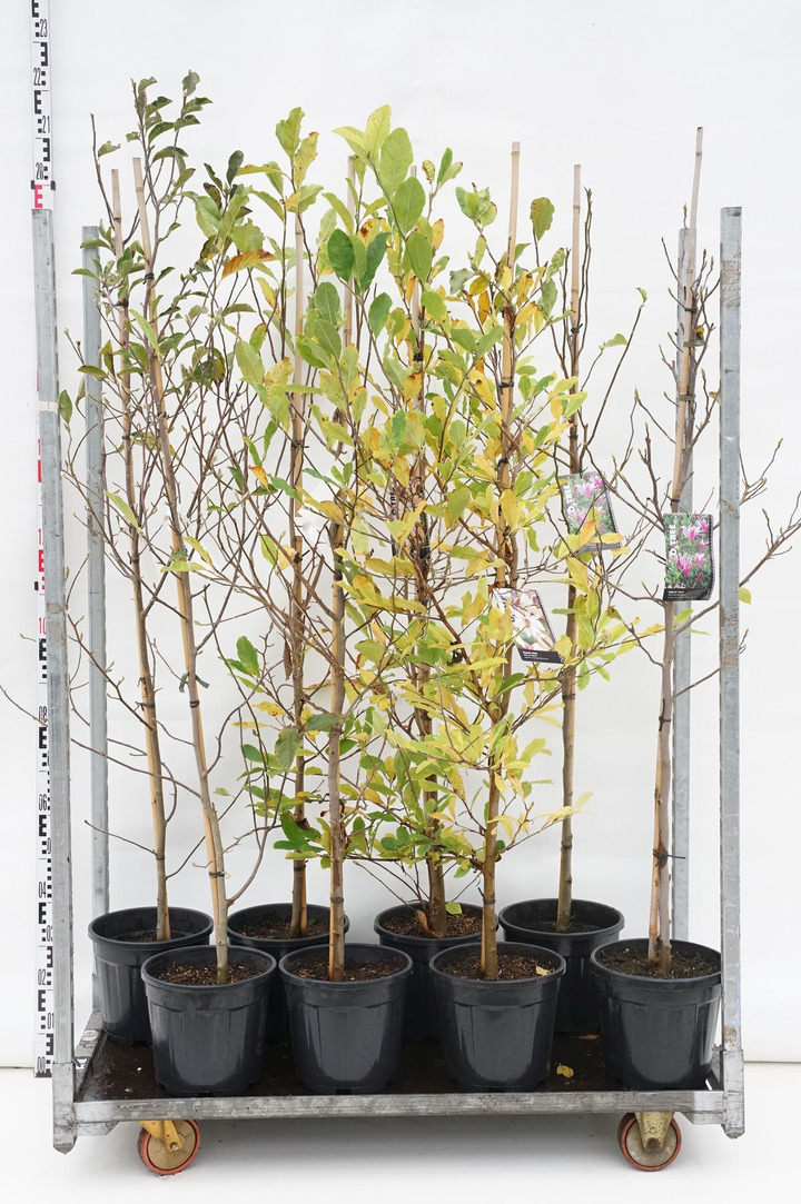 Magnolija MIX (Lot Magnolia in) C10 125-150 CM 4x4 'Susan', stellata, 'Leonard Messel' & ' G.H. Kern'