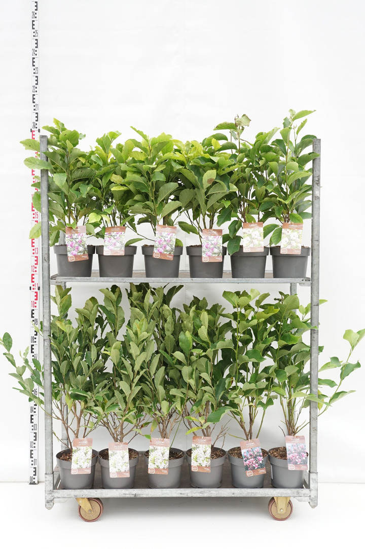 Magnolija MIX (Lot Magnolia in) C4/P21 40-60 CM 2x18 stellata & 'Susan' & 2x9 soulangeana & 'Heaven Scent'