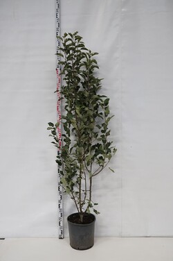 Obelis (Lot Malus) 'John Downie' C18 150-175 CM