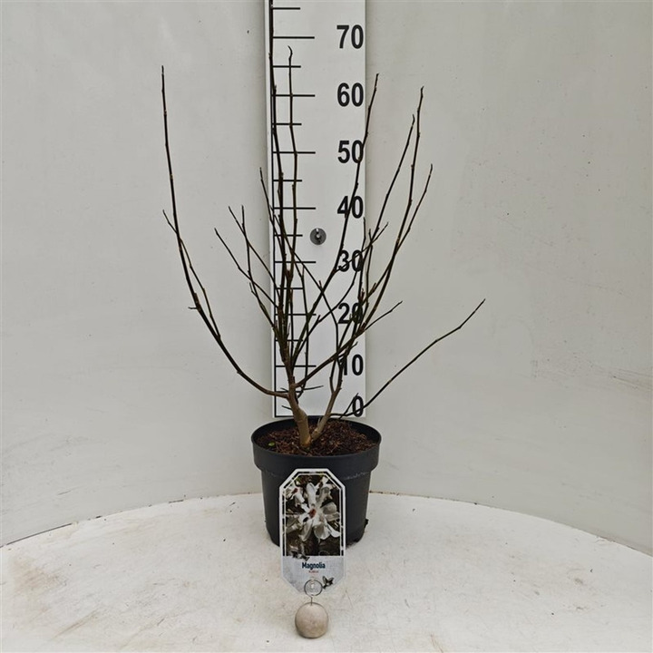 Magnolija japoninė (Lot Magnolia kobus) C5/P23 50-60 CM