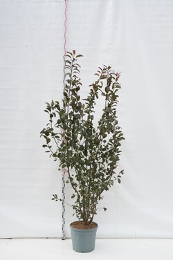 Obelis (Lot Malus) 'Courtarou' C35 200-250 CM
