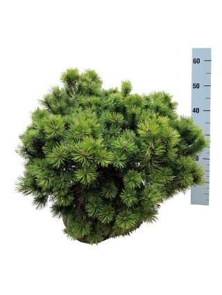 Kalninė Pušis (Lot Pinus Mugo) 'Mops' 50-60CM-PUŠYS-SPYGLIUOČIAI