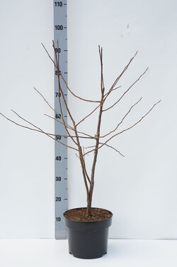 Rojaus obeis (Lot Malus sargentii) C5/P23 60-80 CM