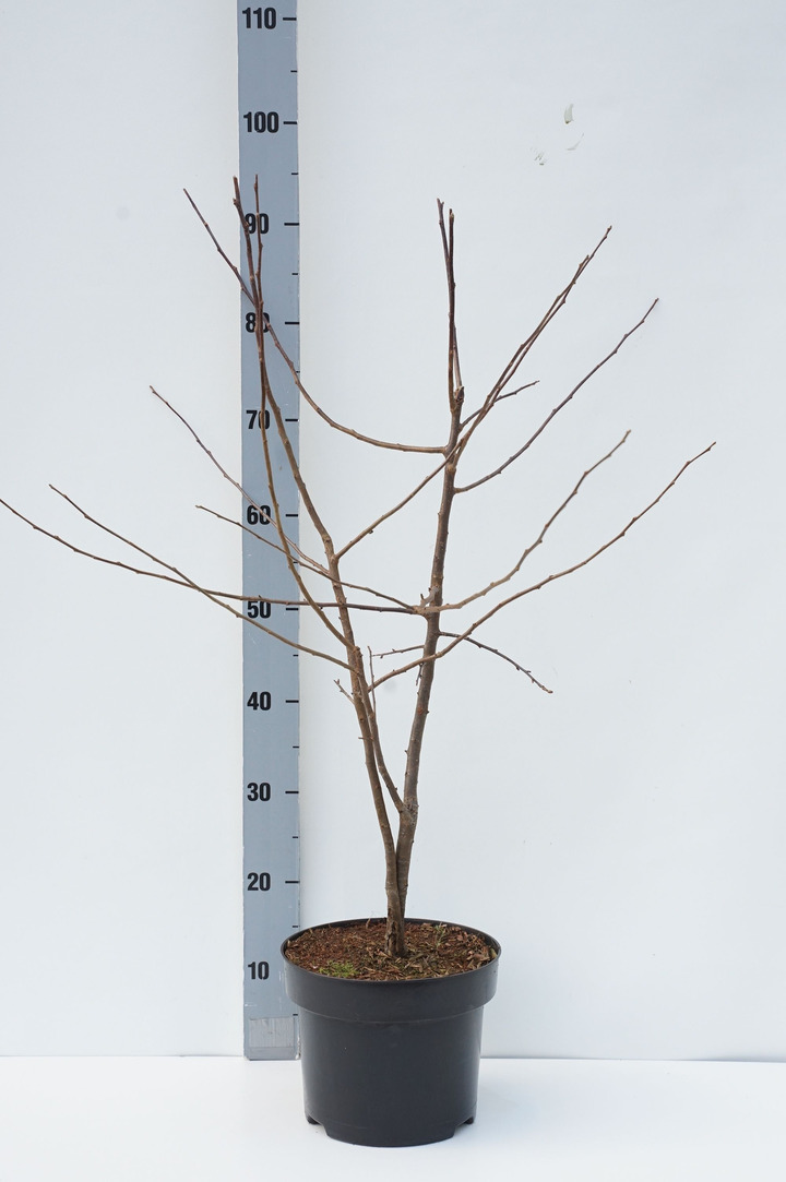 Rojaus obeis (Lot Malus sargentii) C5/P23 60-80 CM