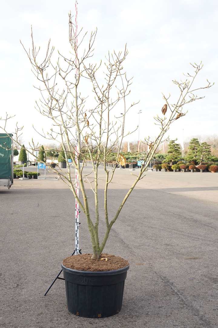 Magnolija (Lot Magnolia) 'Manchu Fan' C230 250-300 CM DAUGEKAMIENIS