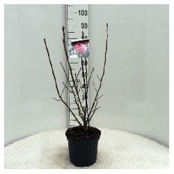 Magnolija (Lot Magnolia) 'Ricki' C5/P23 40-50 CM